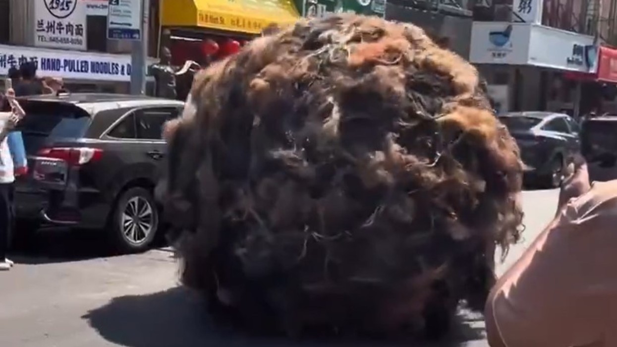 Top gjigant me flokë rrotullohet nëpër New York