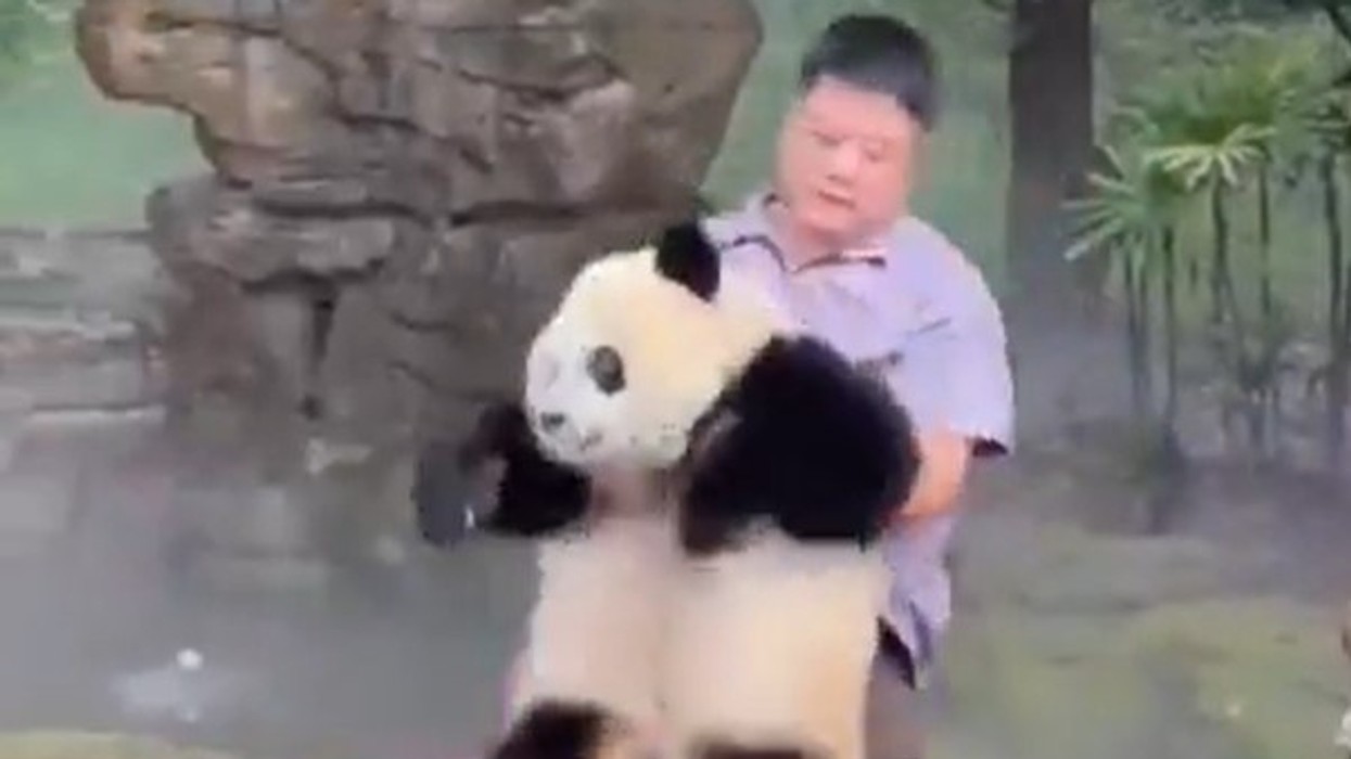 Kopshtari luan me pandat sikur të ishin fëmijët e tij