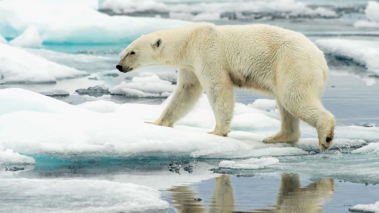 I ra borisë së anijes për të zgjuar ariun polar, burri ndëshkohet me gjobë I ra borisë së anijes për të zgjuar ariun polar, burri ndëshkohet me gjobë