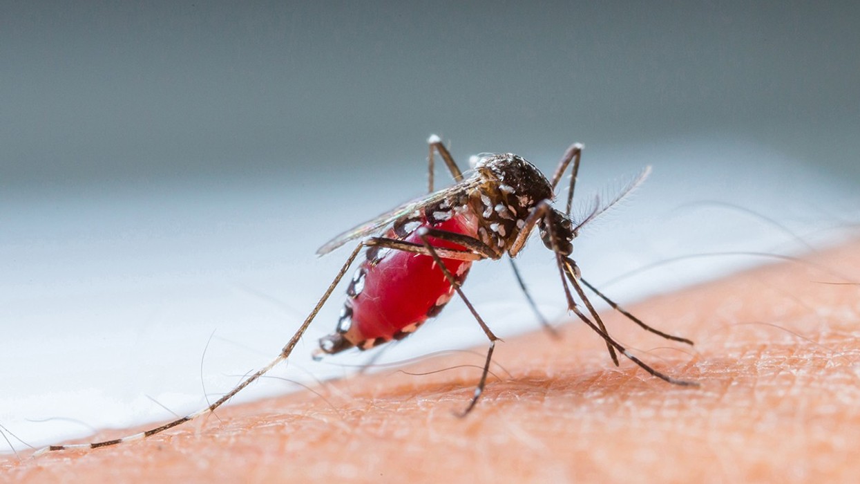 Regjistrohet viktima e pestë nga Ethet e Nilit Perëndimor, 21 pacientë të shtruar në Klinikën Infektive në Shkup