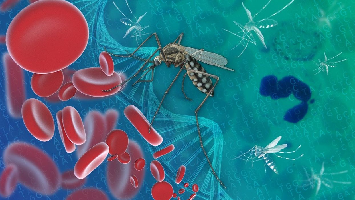 Dy punonjës të aeroportit të Frankfurtit vdesin nga malaria, dyshohet se mushkonjat mbërritën me aeroplan Dy punonjës të aeroportit të Frankfurtit vdesin nga malaria, dyshohet se mushkonjat mbërritën me aeroplan