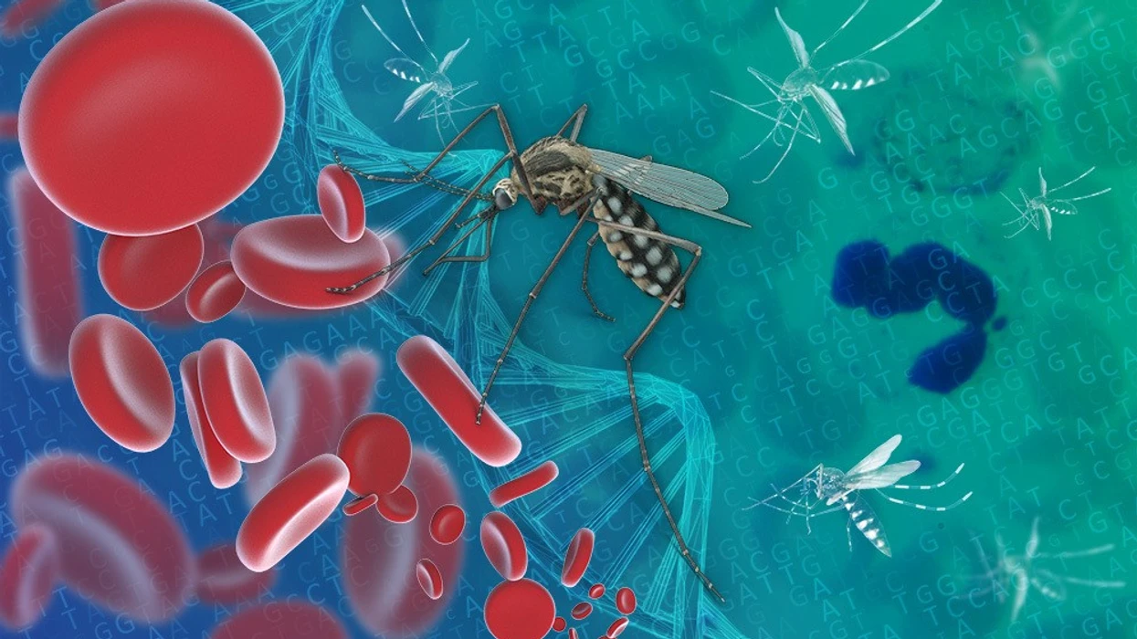 Dy punonjës të aeroportit të Frankfurtit vdesin nga malaria, dyshohet se mushkonjat mbërritën me aeroplan