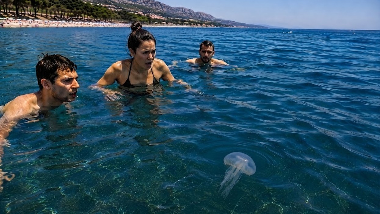 Nuk kanë tru, zemër apo gjak – pse meduzat shfaqen pranë plazheve dhe sa duhet t’u frikësohemi?