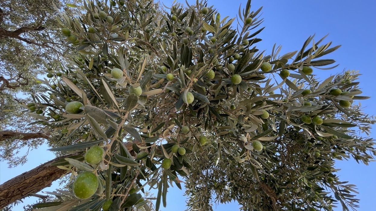 Turqi, ulliri mbi 13 shekuj i vjetër ende vazhdon të japë fruta Turqi, ulliri mbi 13 shekuj i vjetër ende vazhdon të japë fruta