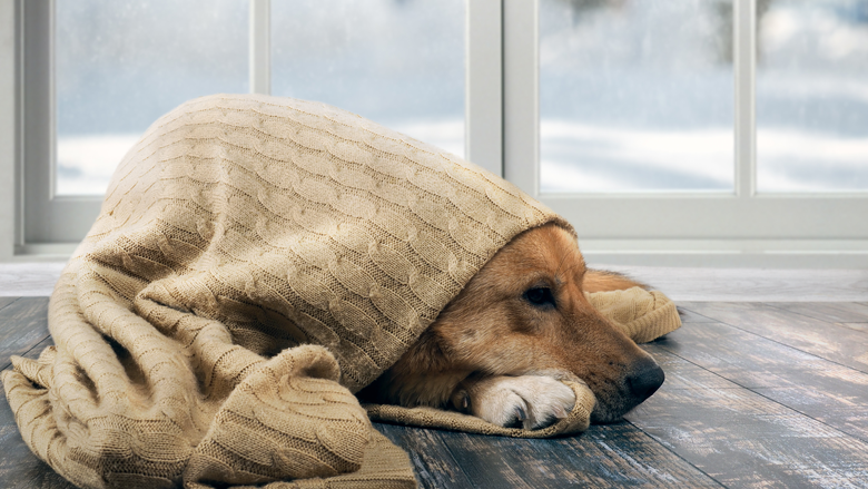 2020/03/12_Tips-Pets_Safe-Cold_Weather.png