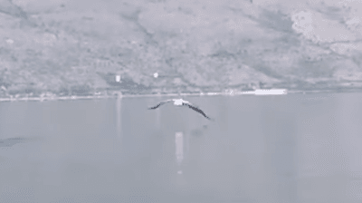 2021/08/pelikani-e1629123448766.png