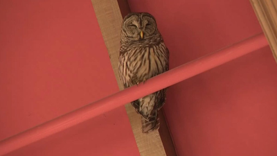 2023/02/Owl-evicted-after-shutting-down.png