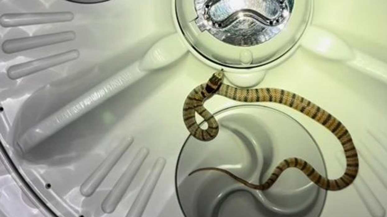 Gjarpri i dytë më helmues në botë gjendet brenda lavatriçes së një familjeje në Australi