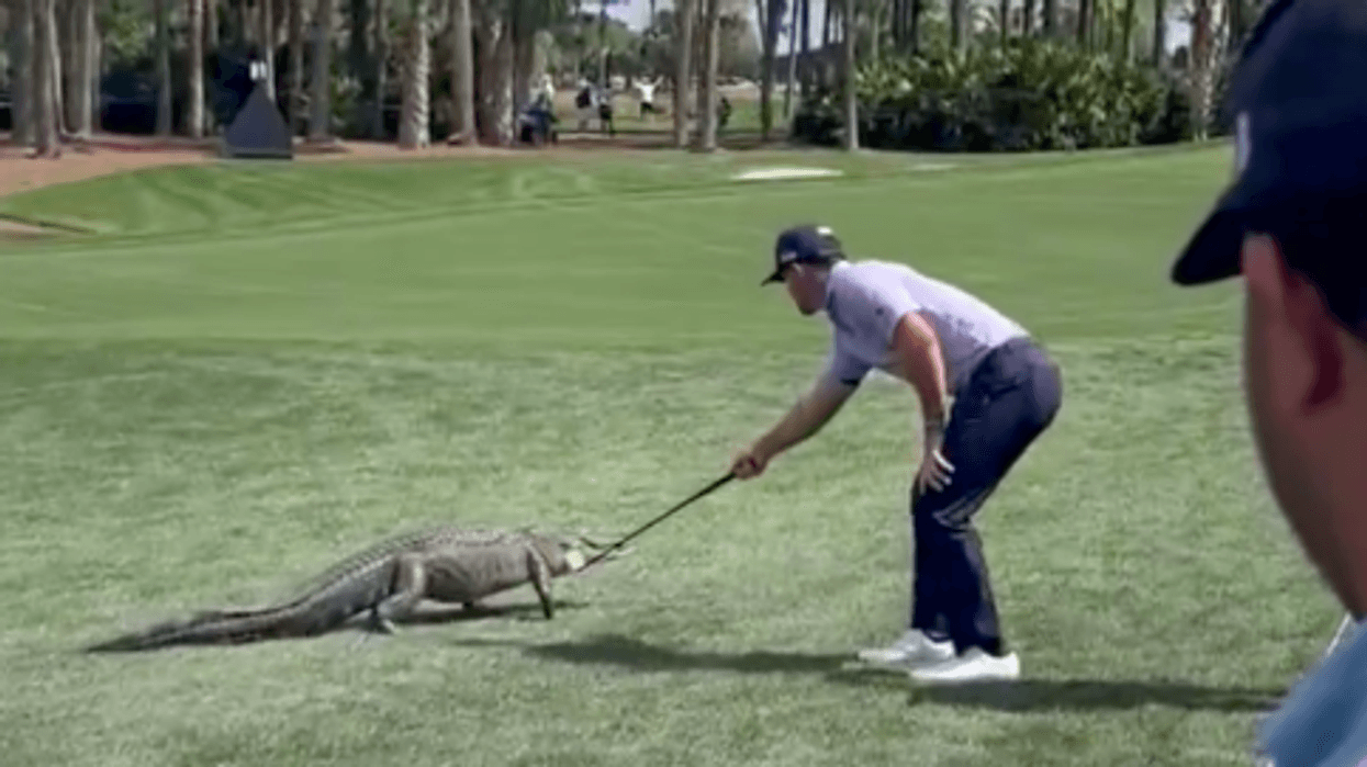 Përballet me një 'vizitor' të pazakontë në fushën e golfit - pamjet e reagimit të burrit po bëjnë bujë në rrjete sociale