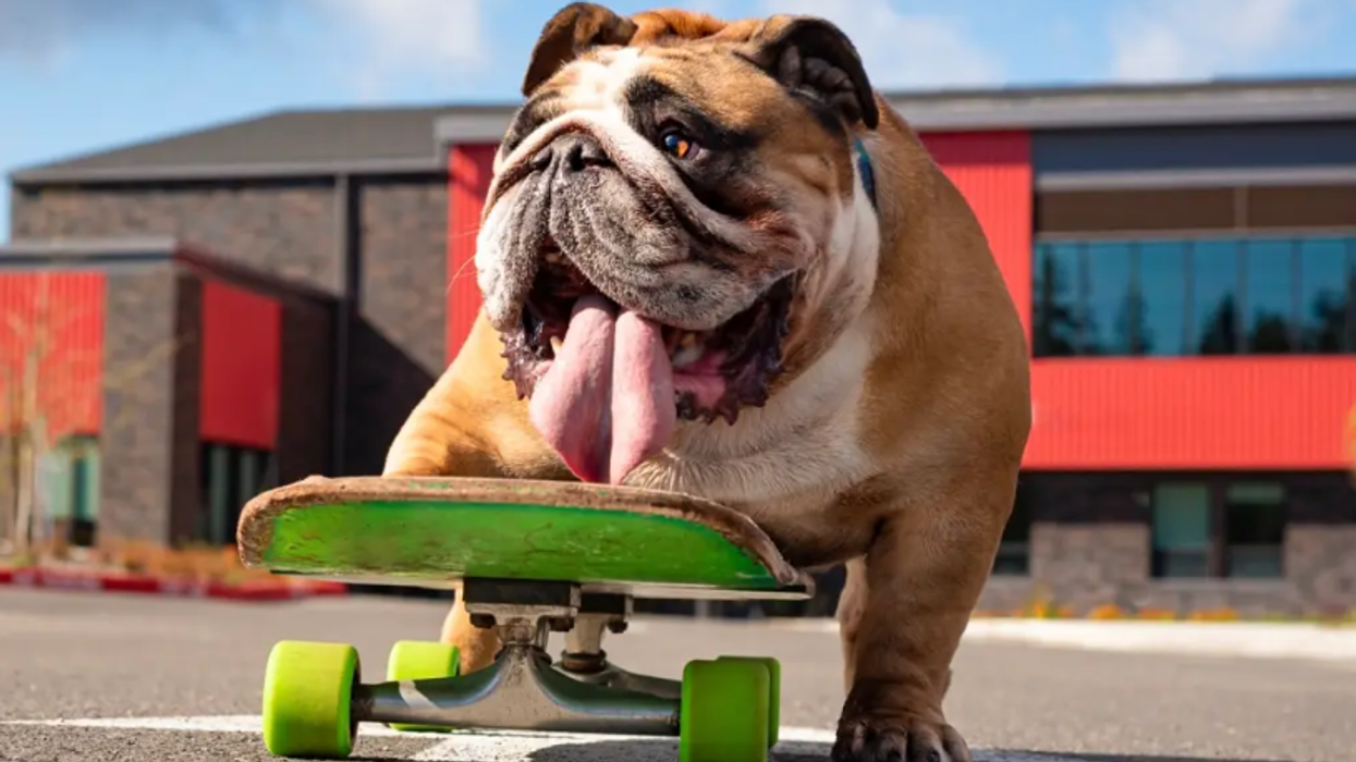 Njihuni me bulldogun Chowder - një qen që është bërë viral për aftësitë e tij në skateboard