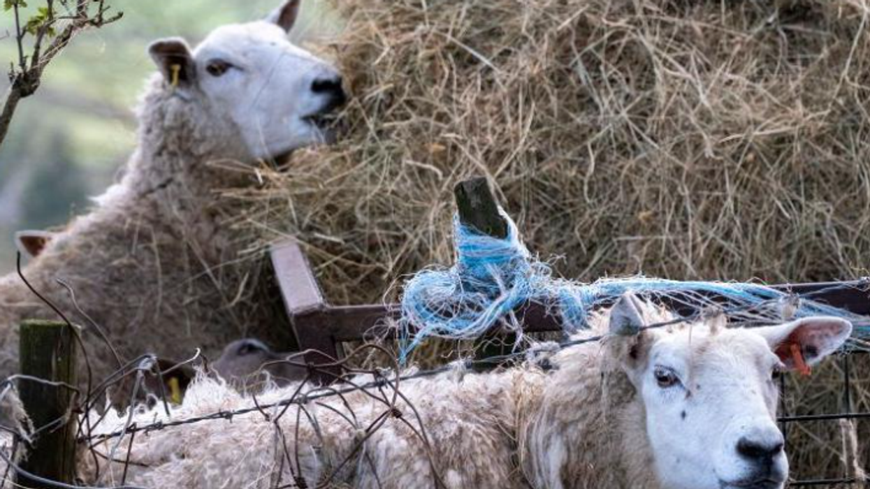 Gripi i shpendëve paraqitet te delet për herë të parë në botë