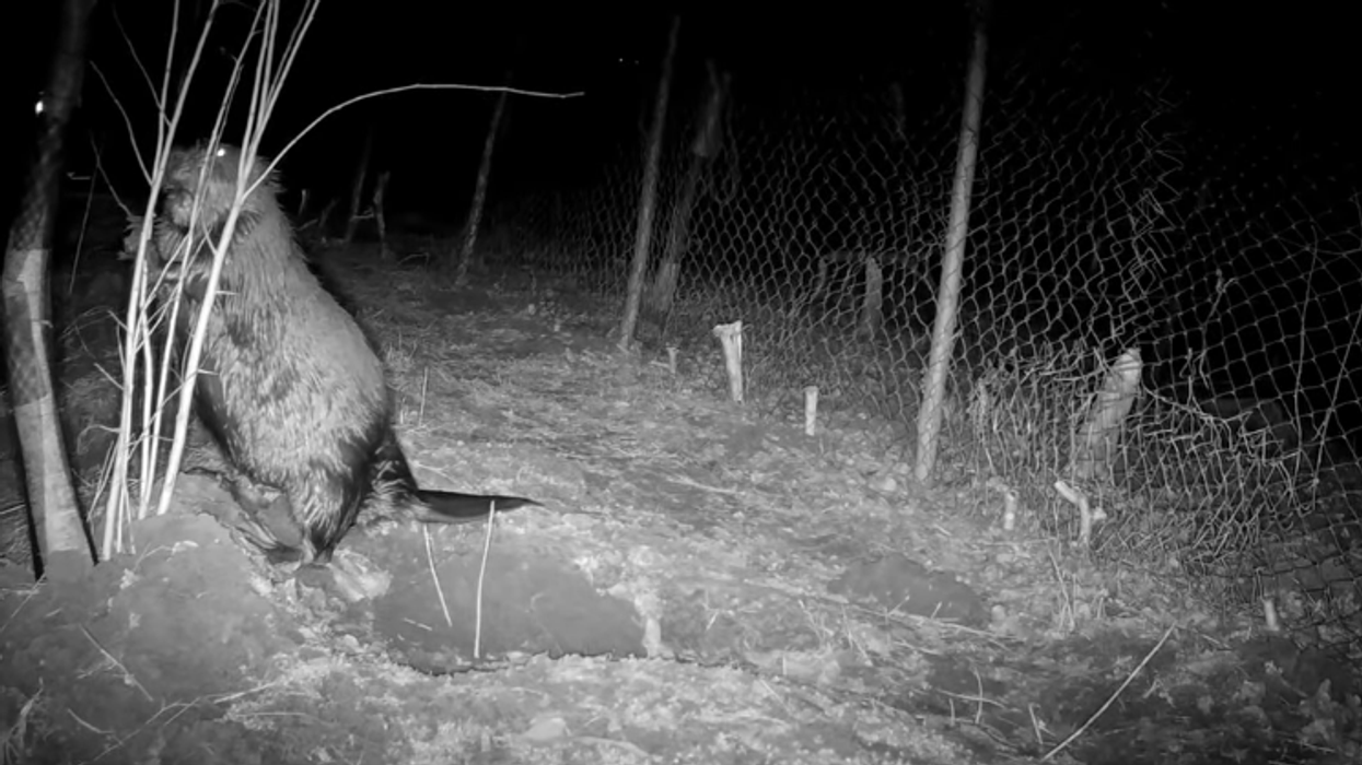 Kastori euro-aziatik rikthehet në natyrën e Kosovës pas gati 200 vitesh