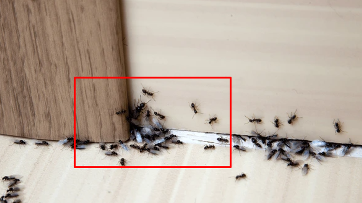 Buburrecat do të zhduken nëse përdorni këtë metodë