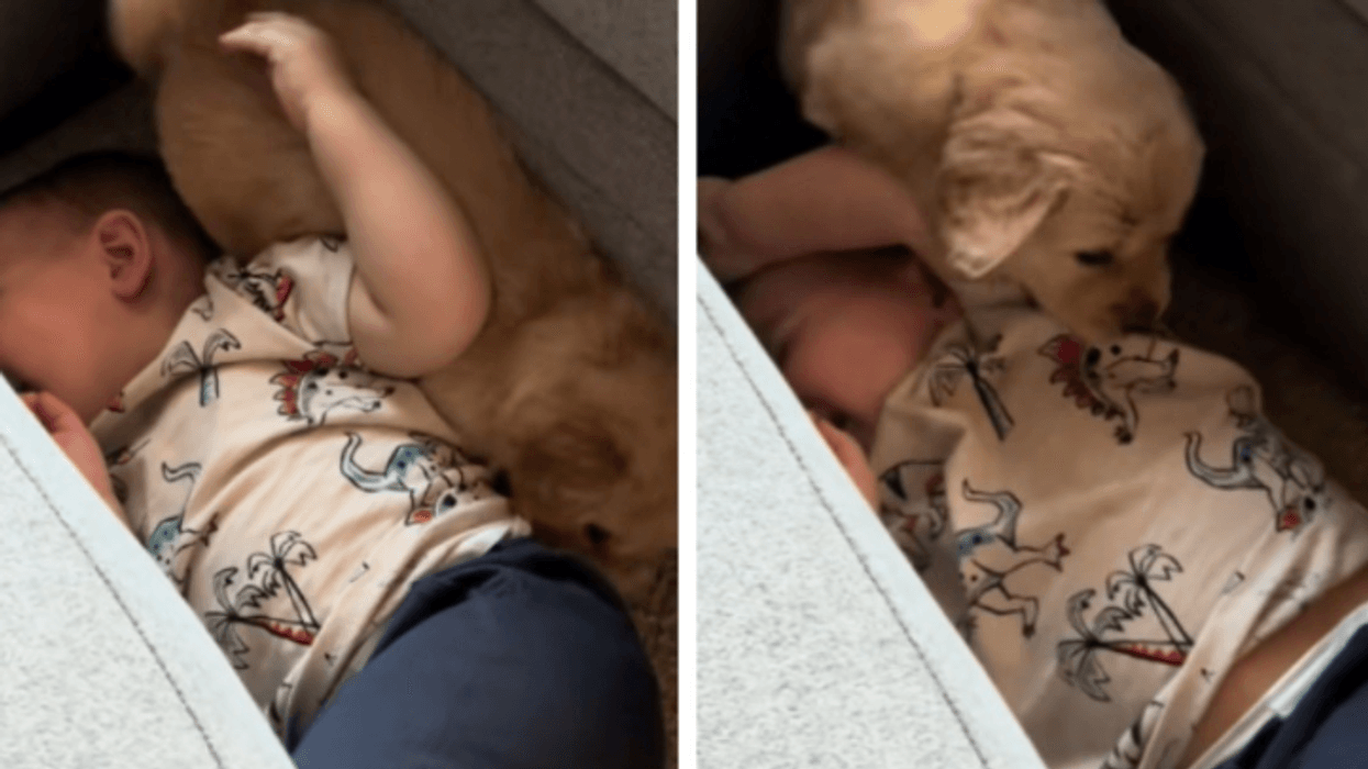 Një nënë ka kapur një moment të adhurueshëm mes djalit të saj dhe një qenushi