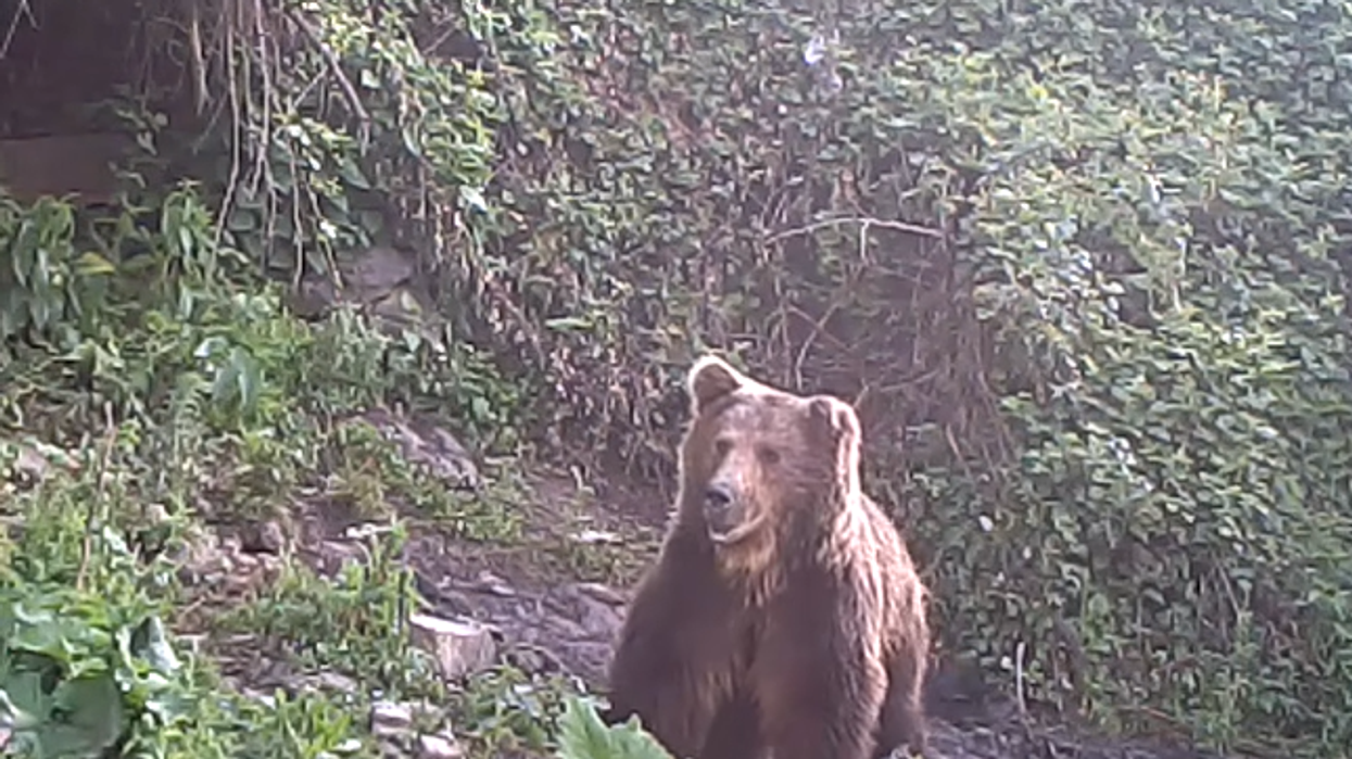 Parku Kombëtar "Mali Sharr" kërkon mbështetje dhe donacion vullnetarë për ballafaqim me arinjtë