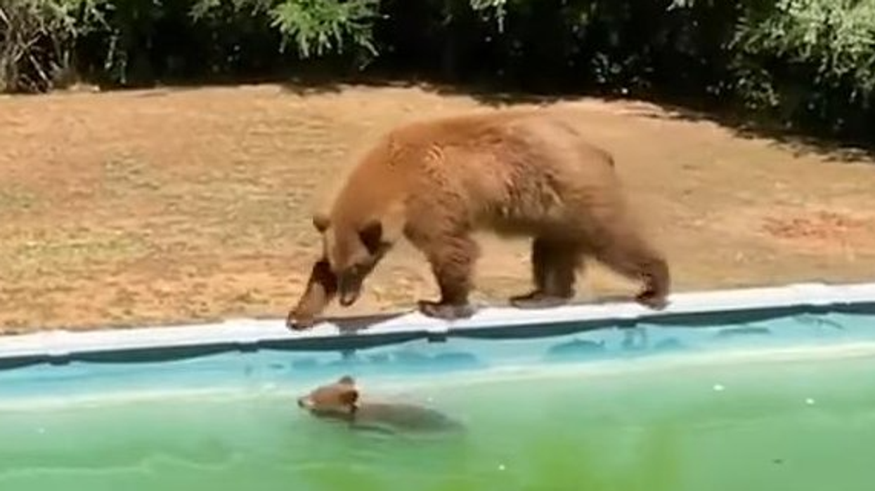 Nxehtësia detyron dy arinjë të zhyten në një pishinë në oborrin e një shtëpie