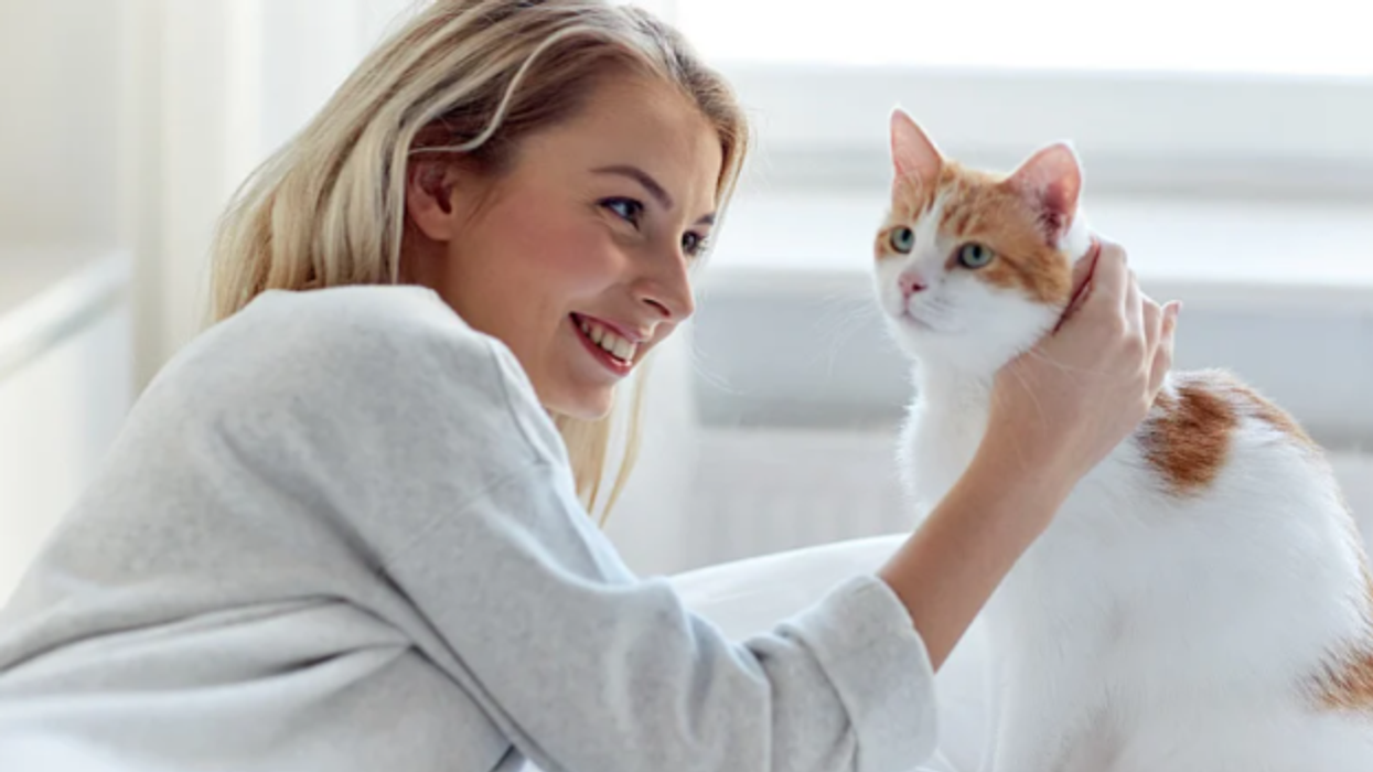 Pse macet shpesh i ndjekin pronarët e tyre kur shkojnë në banjo?