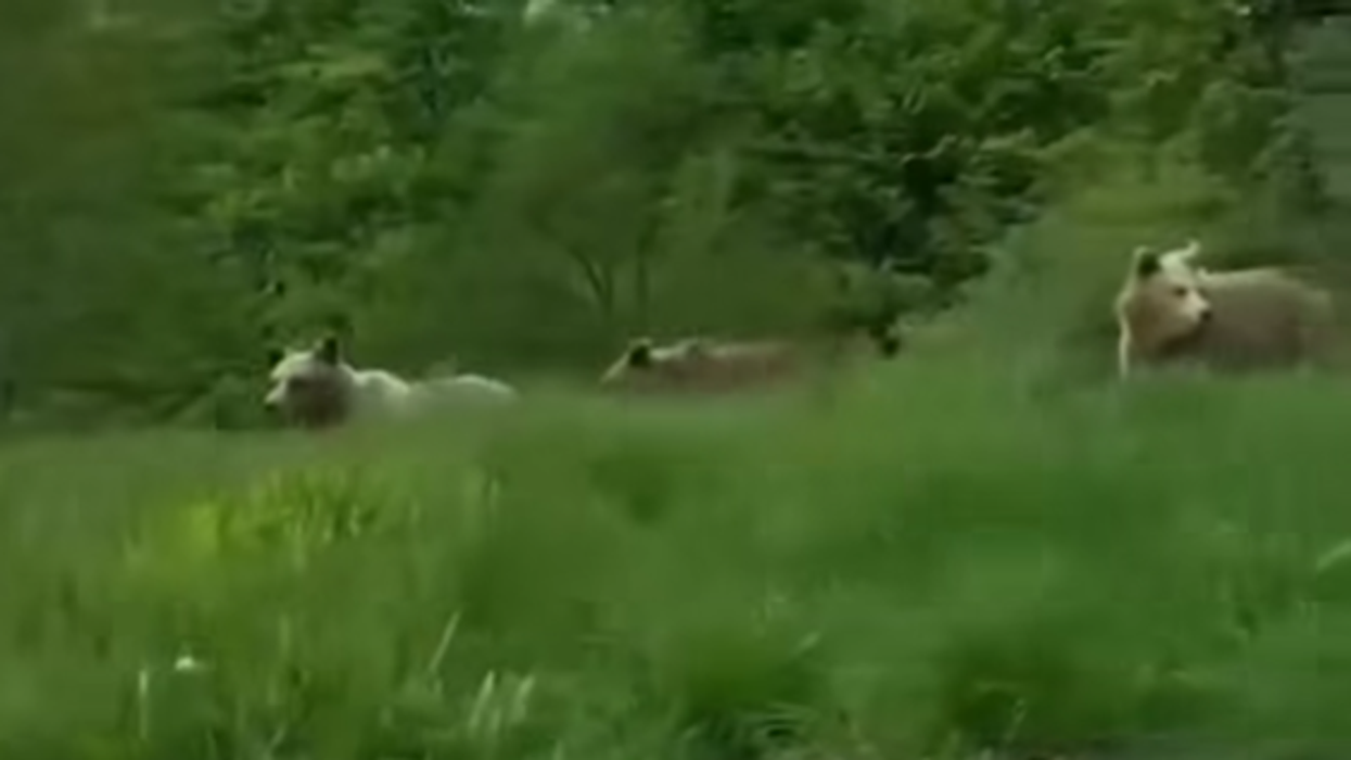 Pamje të arinjve në Shtërpcë, apelohet për kujdes