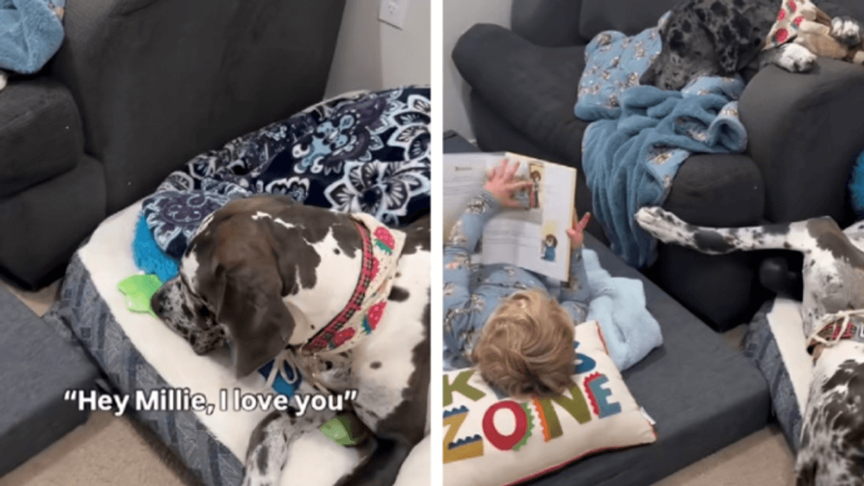 Djali organizoi një festë për qentë e familjes dhe veten, shikoni videon e adhurueshme