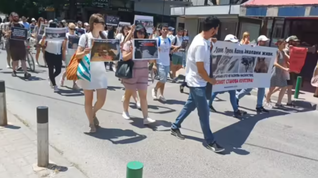 Protesta për qenin Feliks në Shkup: Qytetarët kërkojnë drejtësi dhe burgosje për vrasësit e kafshëve