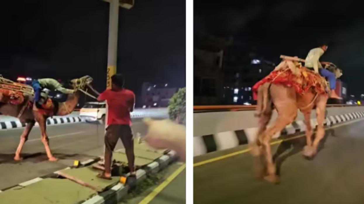 Bëhet virale videoja e një burri të dehur që hipën mbi deve në autostradë