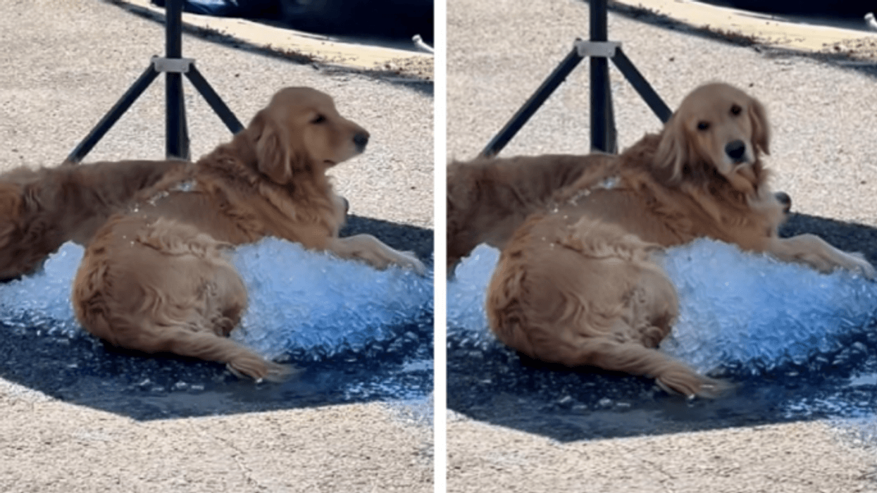 Shikoni se si po relaksohen qentë e racës “Golden Retriever”