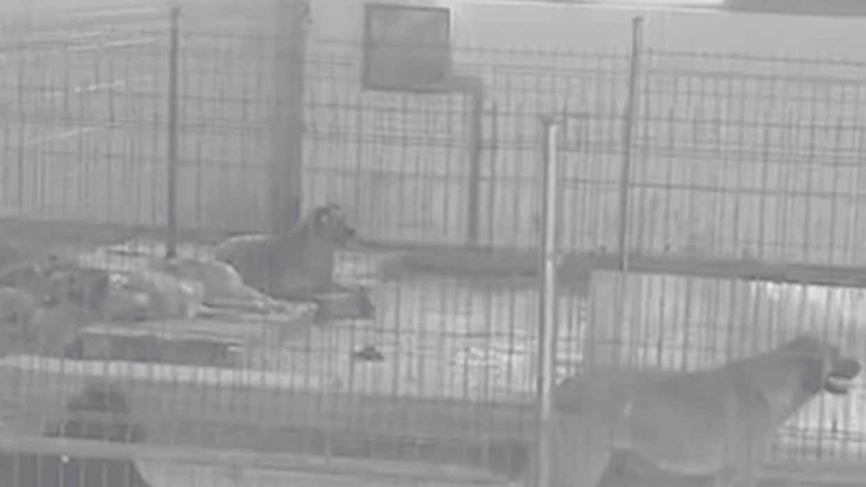 Pas inspektimit, AUV mbyll dy strehimore për qen të financuara nga Komuna e Prishtinës