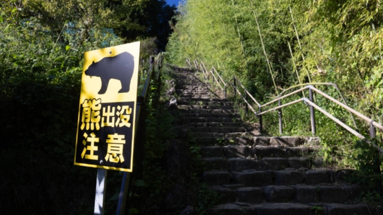 Një turne i golfit në Japoni nis me anulime – shkak, shfaqja e një ariu në fushë