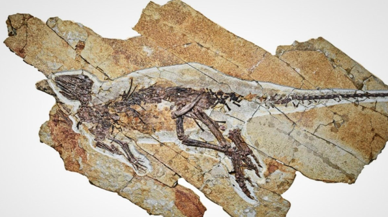 Shkencëtarët zbulojnë fosilin e një dinosauri që mund të ketë cicëruar si zog