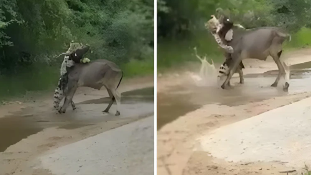 Pamje të rralla, viçi sulmohet nga një panterë - lopa ndërhyn për ta shpëtuar të voglin e saj
