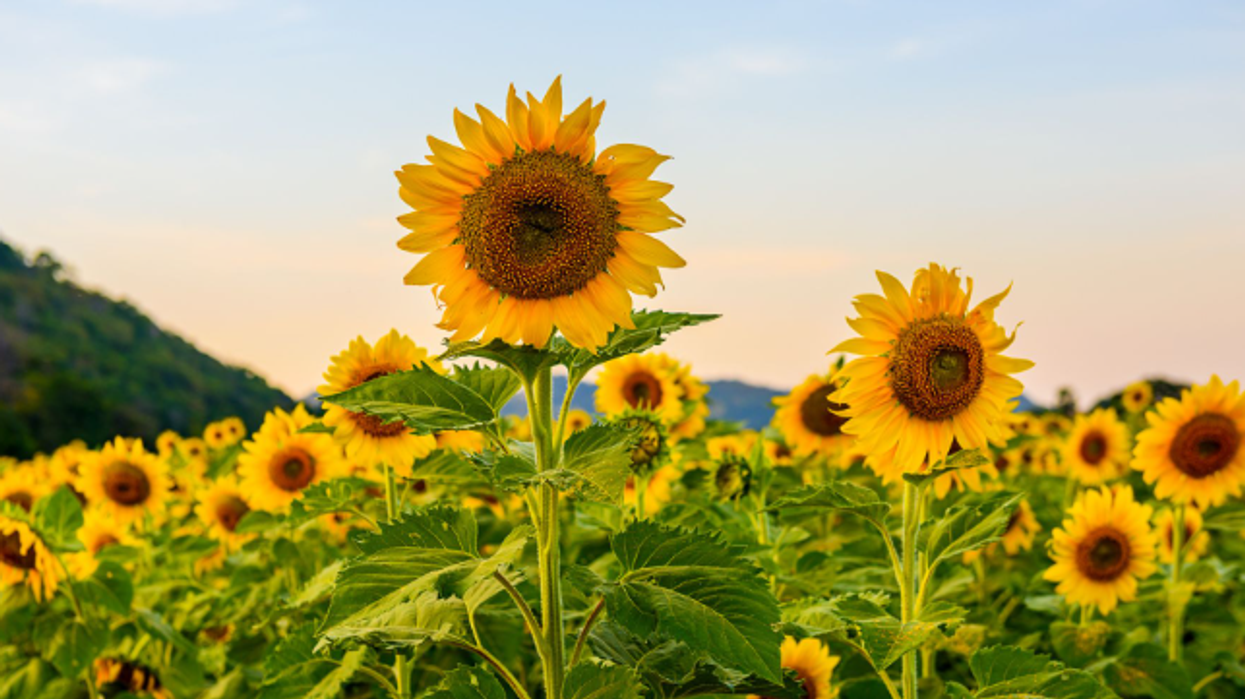 Luledielli gjigant mbi 9 metra gati për të hyrë në Guinness