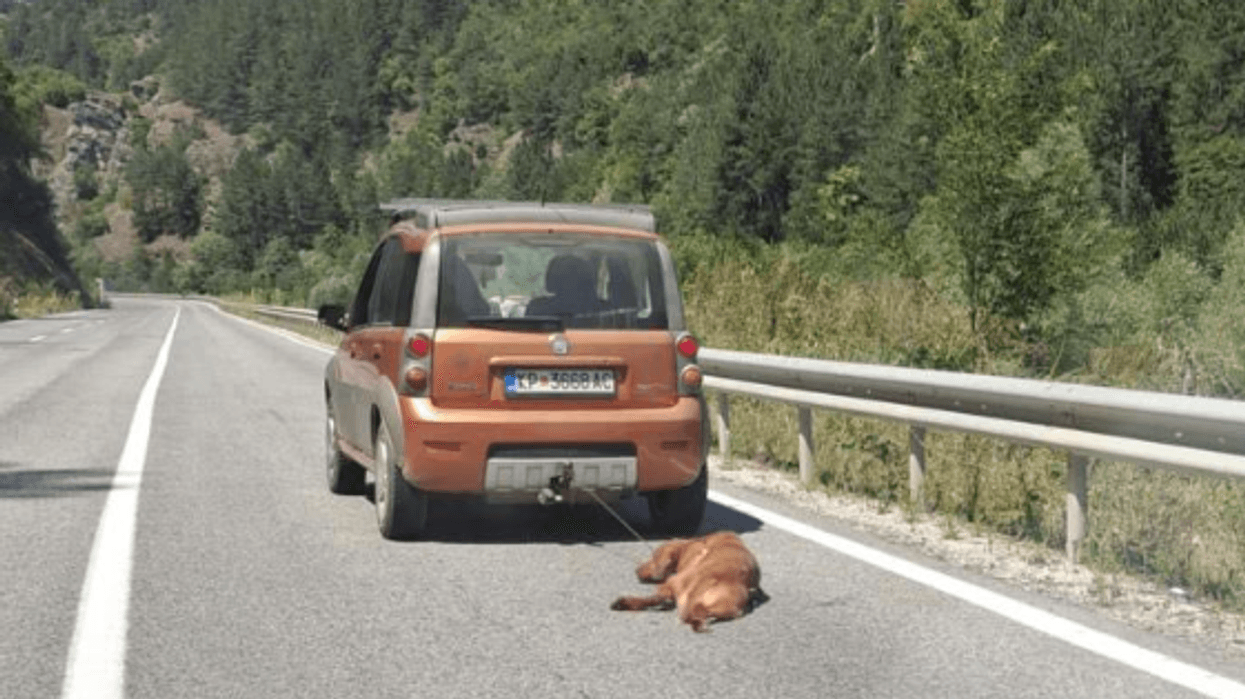 Një qen u tërhoq zvarrë nga një automjet pranë Kriva Pallankës, policia ka ndaluar një person