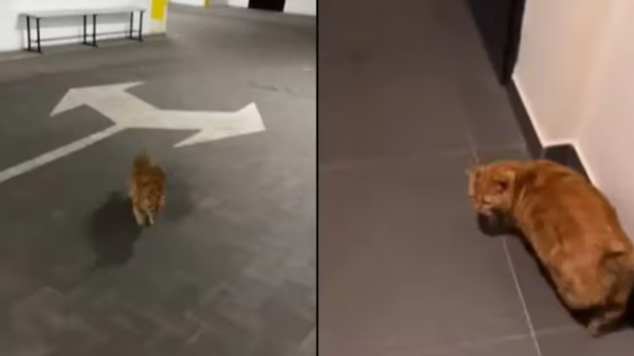 Macja ukrainase bëhet virale, e mëson përmendësh rrugën drejt strehimores