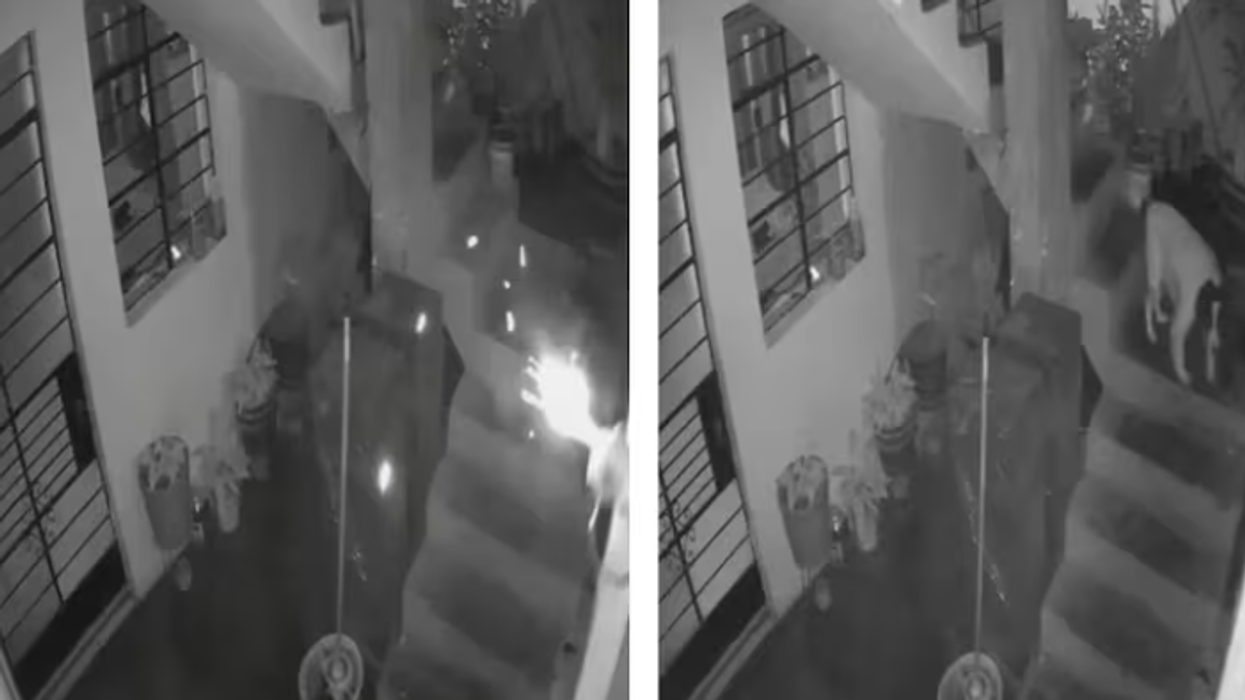 Qeni kafshon dinamitin për të ndaluar shpërthimin dhe shpëton familjen, publikohen pamjet