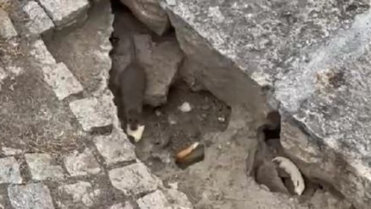 Problemi me mbeturinat, minjtë po shumohen pranë kontejnerëve të tejmbushur në Shkup