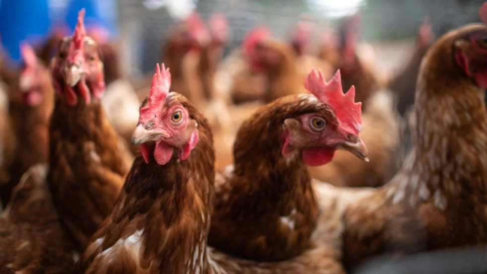 Ndalohet importi i shpezëve dhe produkteve të tyre nga Hungaria