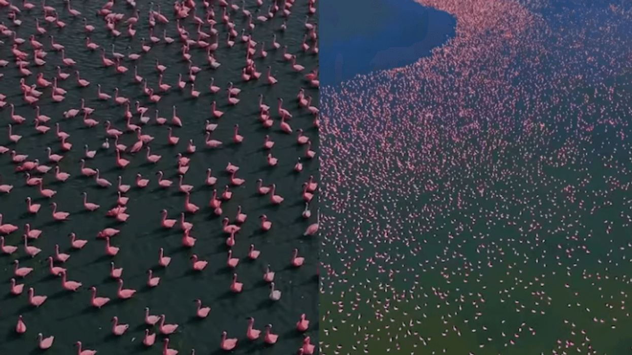 Flamingot e kthejnë liqenin e Indisë në rozë Flamingot e kthejnë liqenin e Indisë në rozë