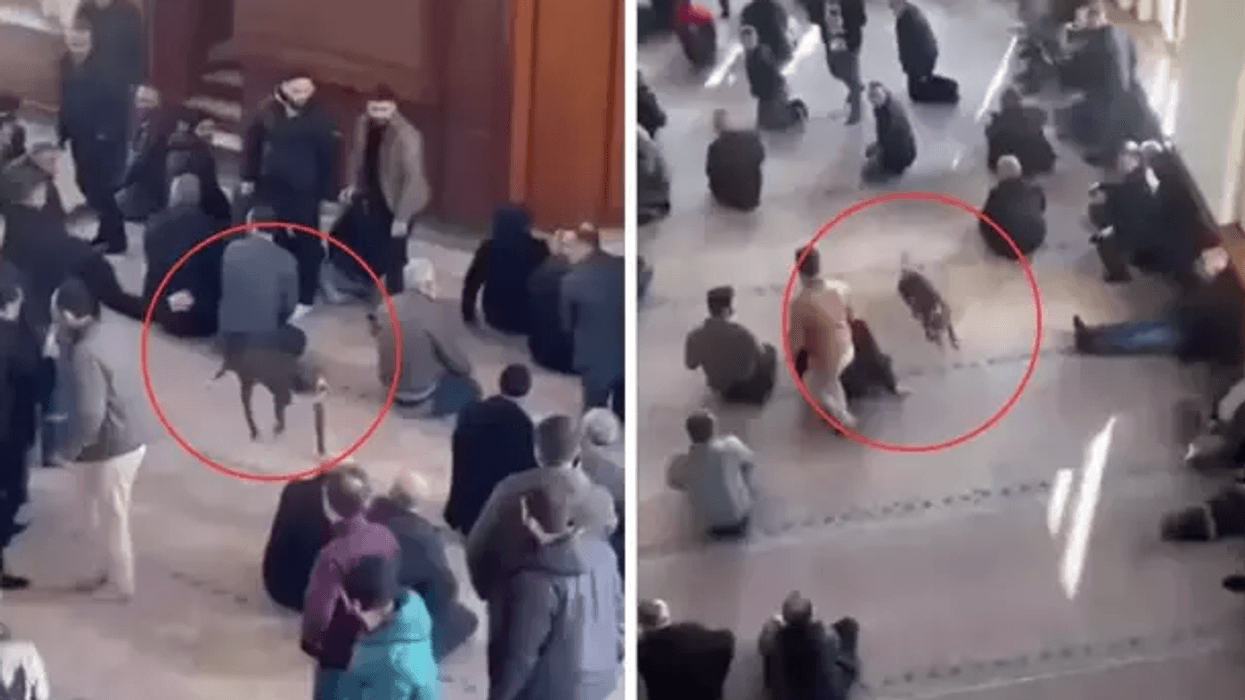 E pazakontë në Turqi, pitbulli futet brenda në xhami gjatë namazit të xhumasë - frikëson besimtarët E pazakontë në Turqi, pitbulli futet brenda në xhami gjatë namazit të xhumasë - frikëson besimtarët