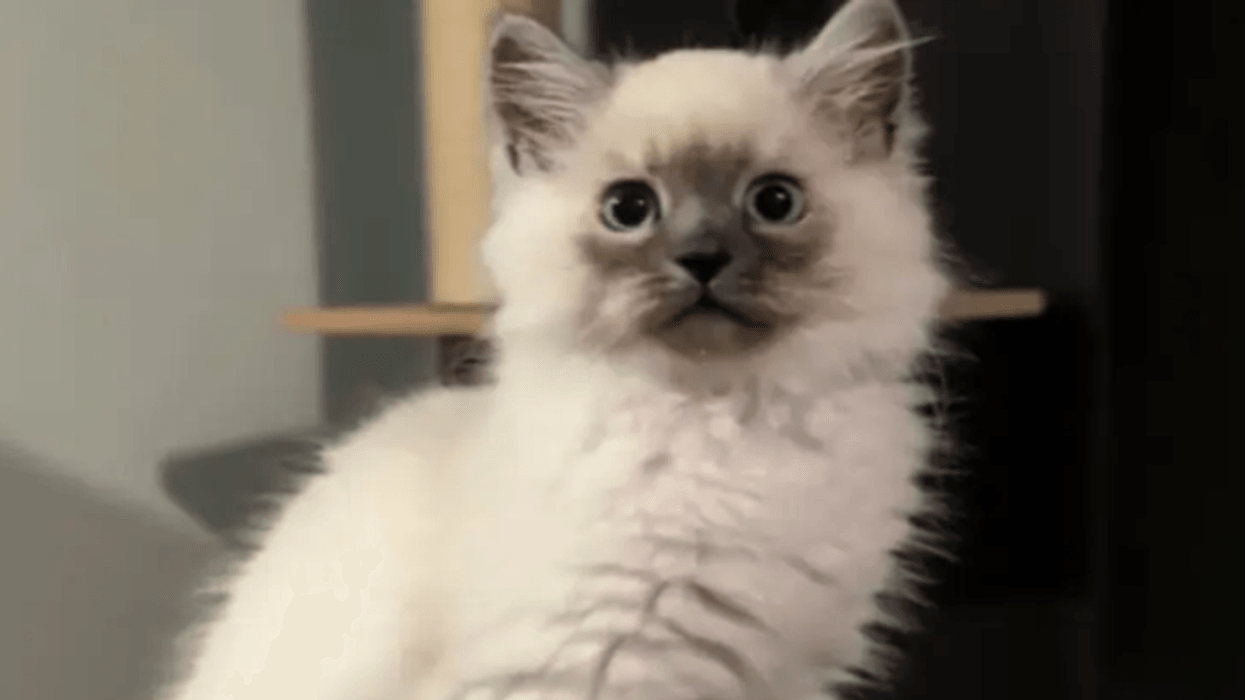 Transformimi i maces siberiane habit pronarin, u rrit më shumë nga sa priste