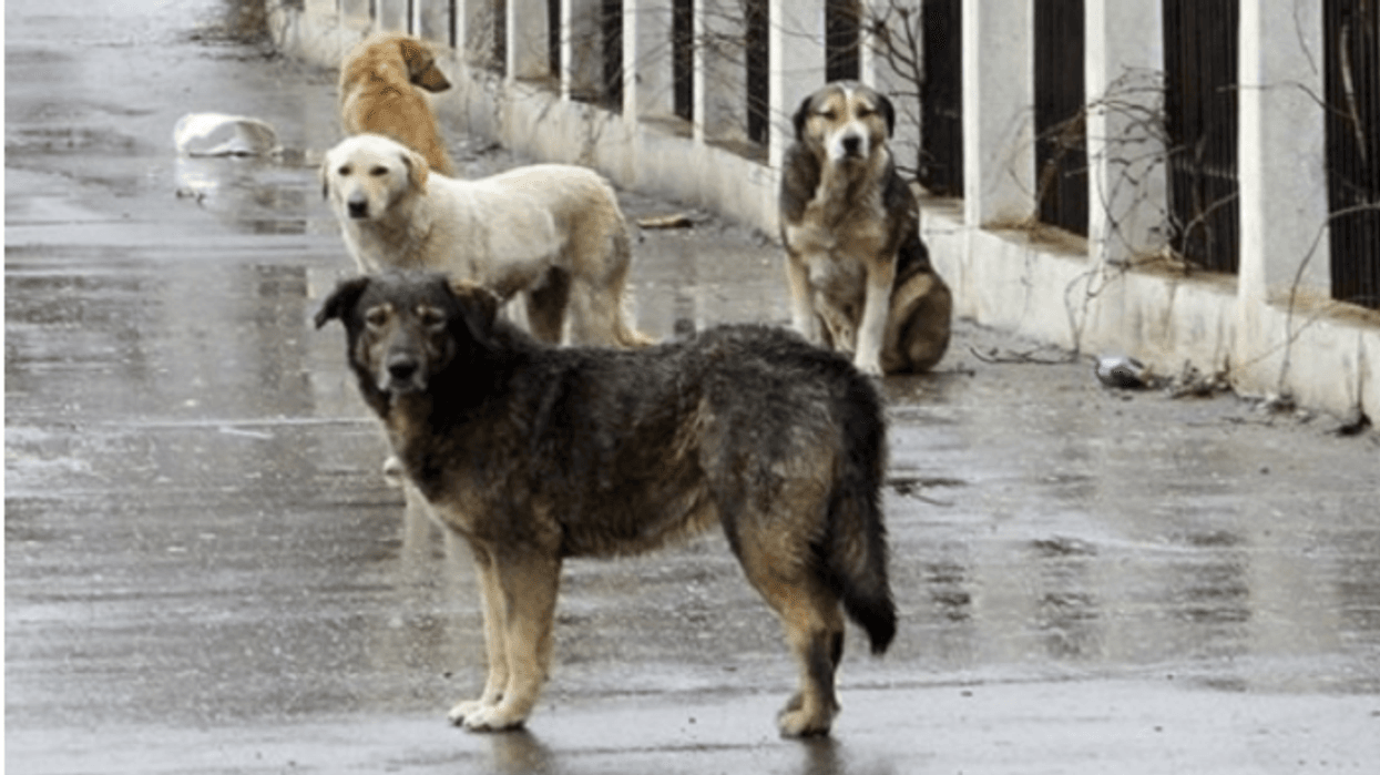 "Qyteti i Gjelbër Njerëzor": "Safe City" të na ndihmojë në gjetjen e personave që sjellin qentë endacakë nga qytetet e tjera në Shkup