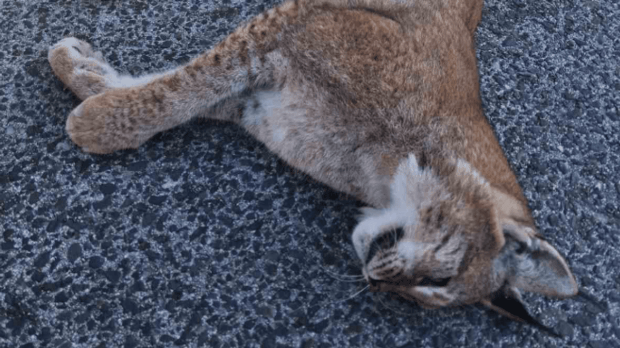 Gjendet i ngordhur një rrëqebull në rrugën Ohër-Resnjë Gjendet i ngordhur një rrëqebull në rrugën Ohër-Resnjë