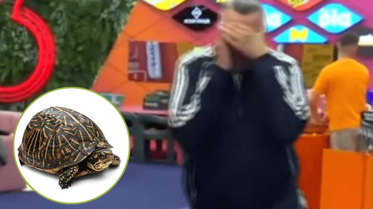 “Kam frikë”, Rogerti trembet keq nga breshka që Vëllai i Madh ua futi banorëve në shtëpi si provokim