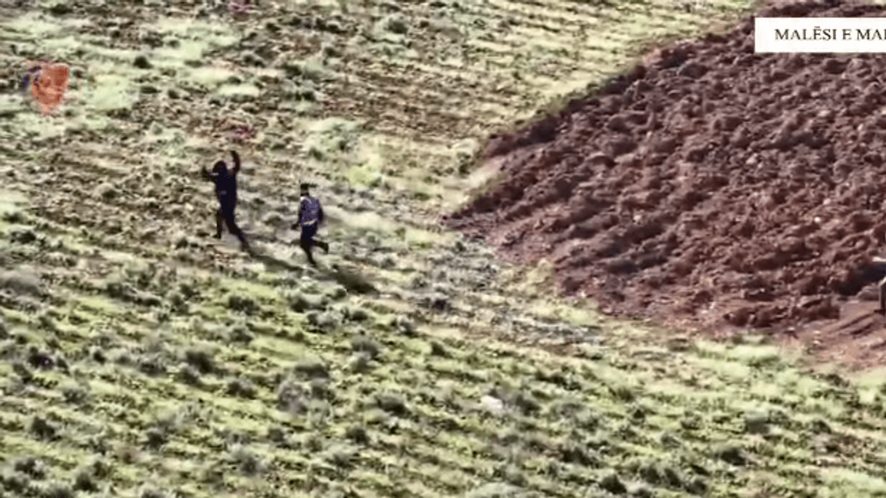 Parandohet kultivimi i bimëve narkotikëve, arrestohen tre persona në Malësi të Madhe