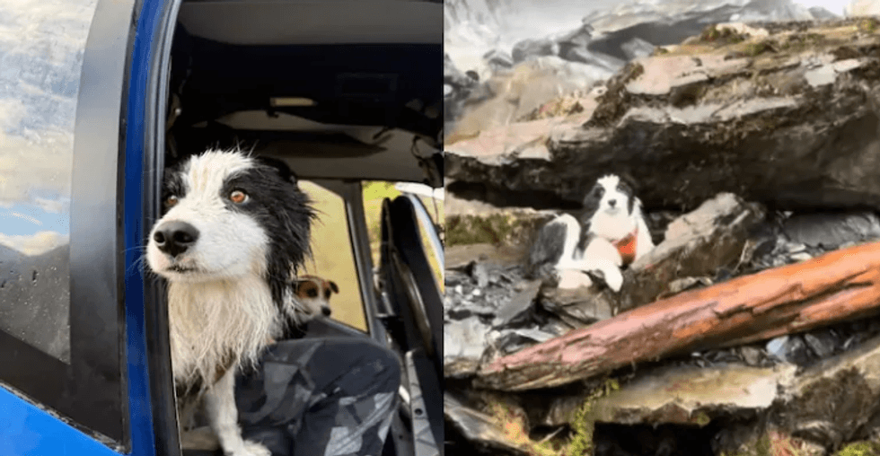 Qeni shpëtohet me helikopter pas një jave i humbur në natyrën e egër të Zelandës së Re