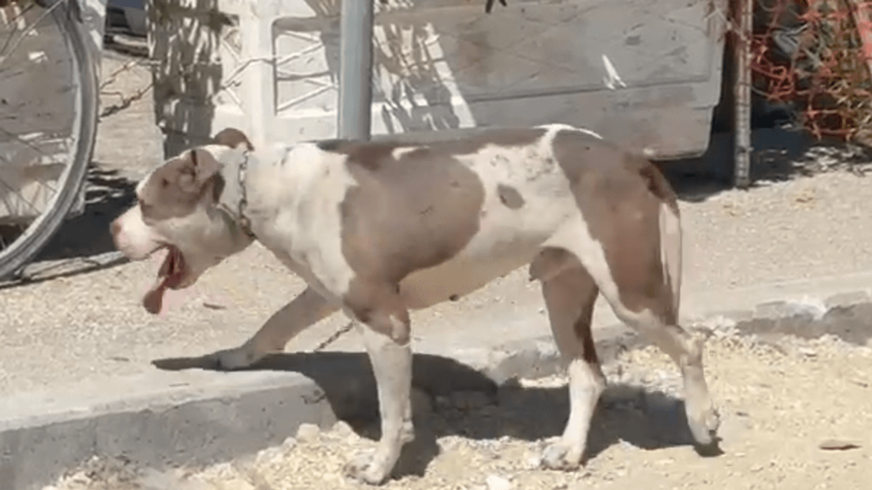 Pitbulli kafshon në kokë një 4-vjeçar në Vlorë Pitbulli kafshon në kokë një 4-vjeçar në Vlorë