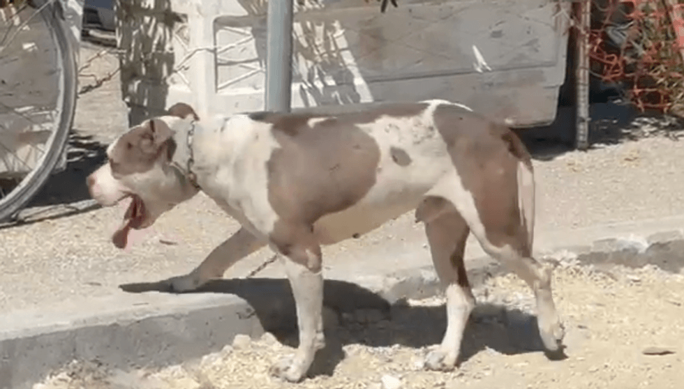 Pitbulli kafshon në kokë një 4-vjeçar në Vlorë