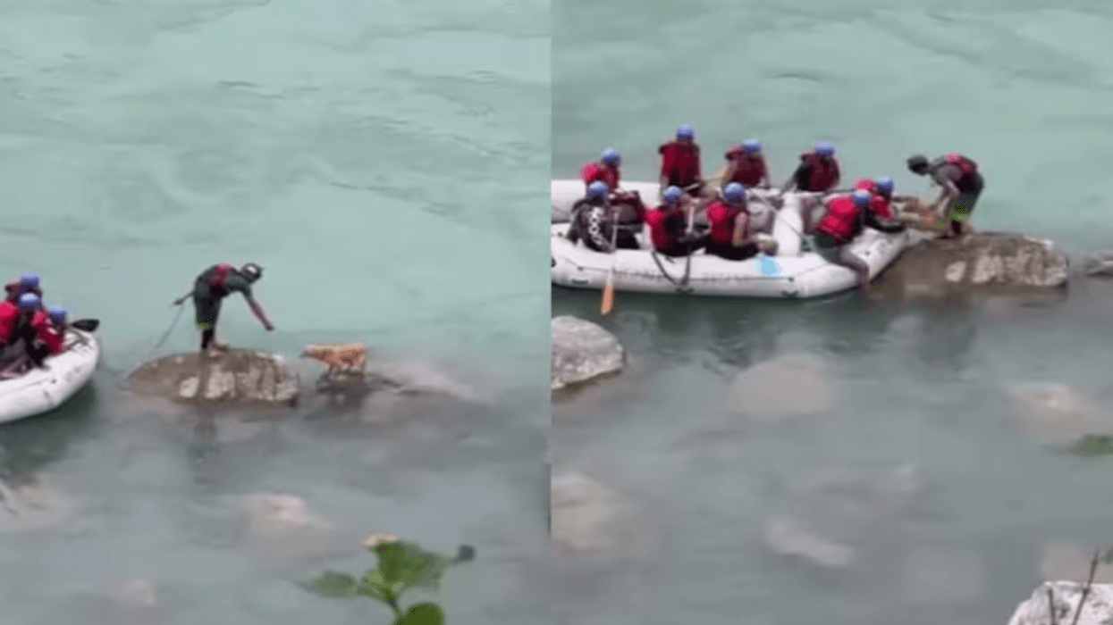 Video prekëse, shpëtimi heroik i një qeni të bllokuar në mes të ujit