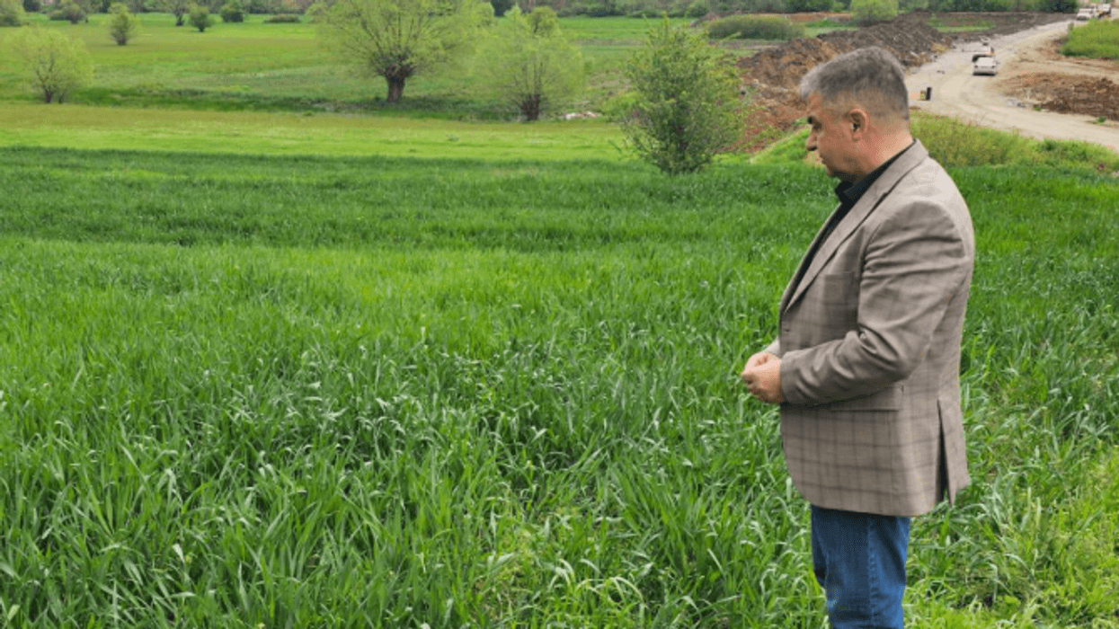 Nga Komuna e Gjilanit thonë se janë rritur sipërfaqet e mbjella me grurë