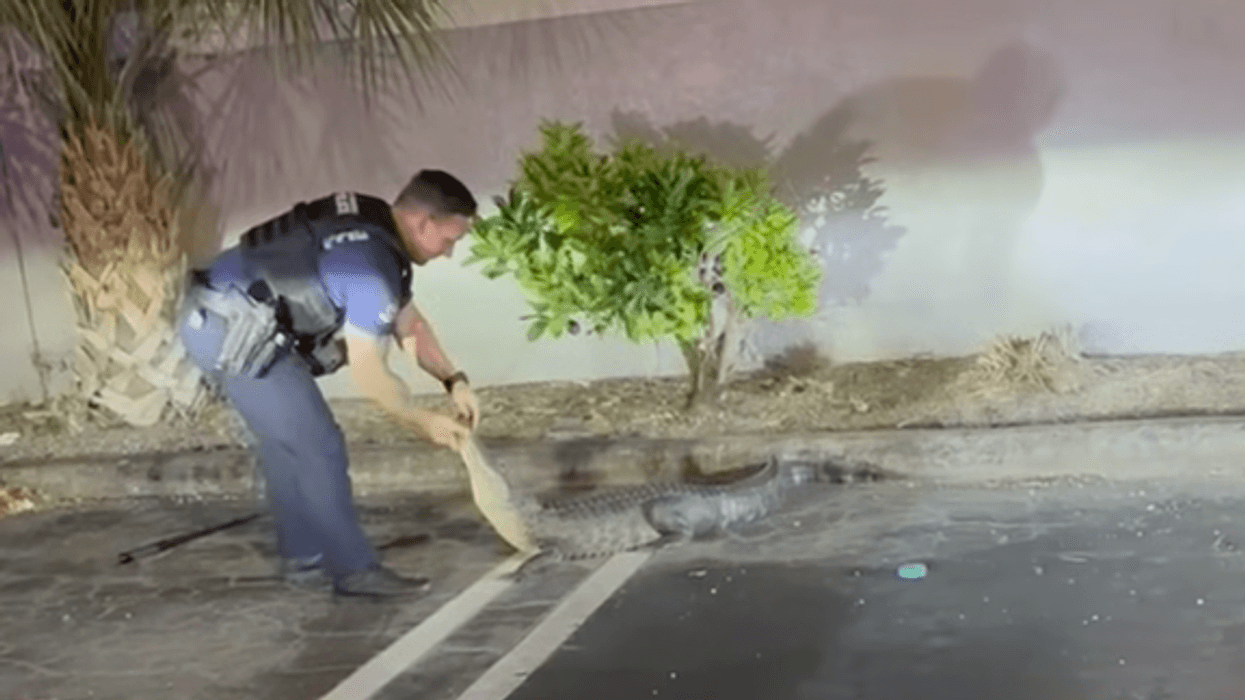 Policia në Florida kap aligatorin në parking, publikohen pamje