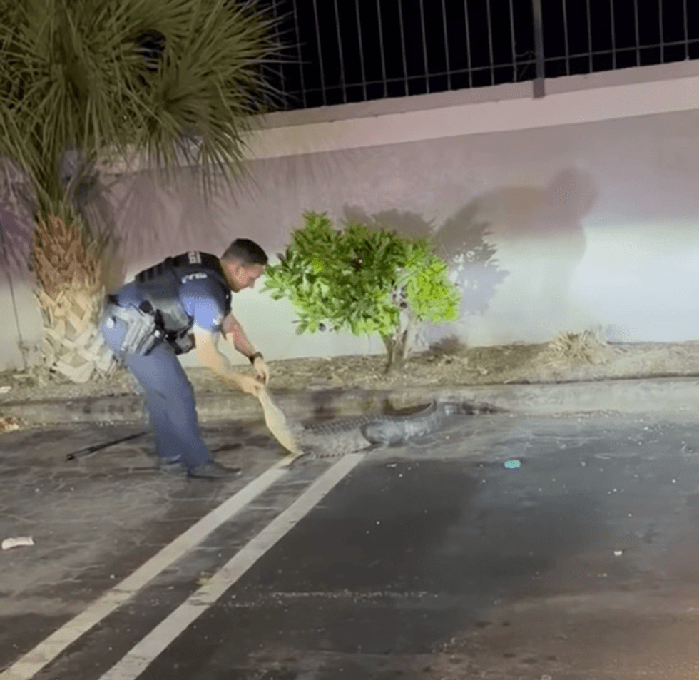Policia në Florida kap aligatorin në parking, publikohen pamje